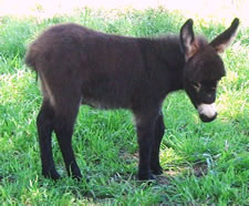 Seein' Spots Miniature Donkeys - Valentino