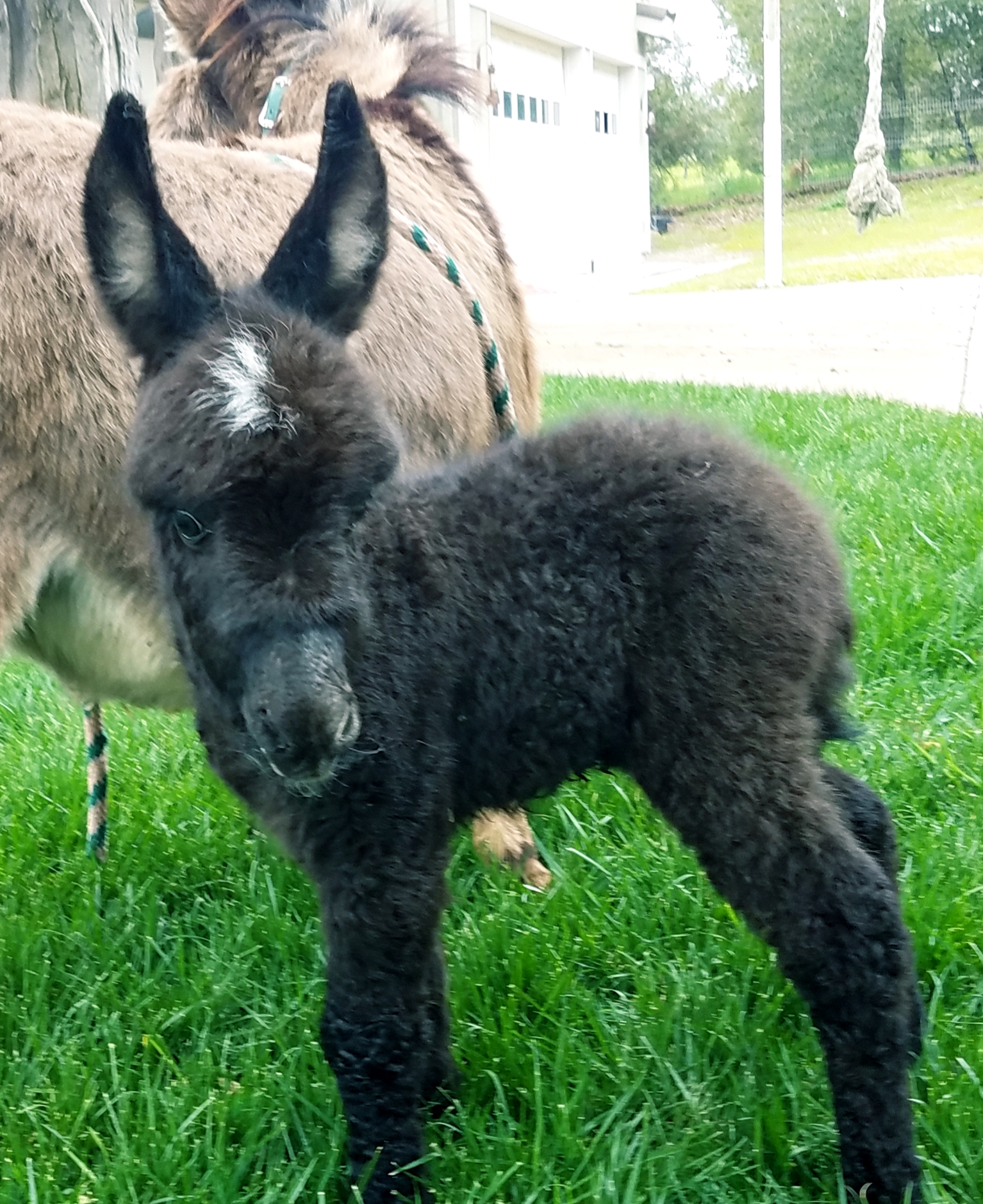 Miniature Donkeys For Sale at Seein 