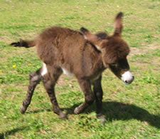 Danika - Miniature Donkey