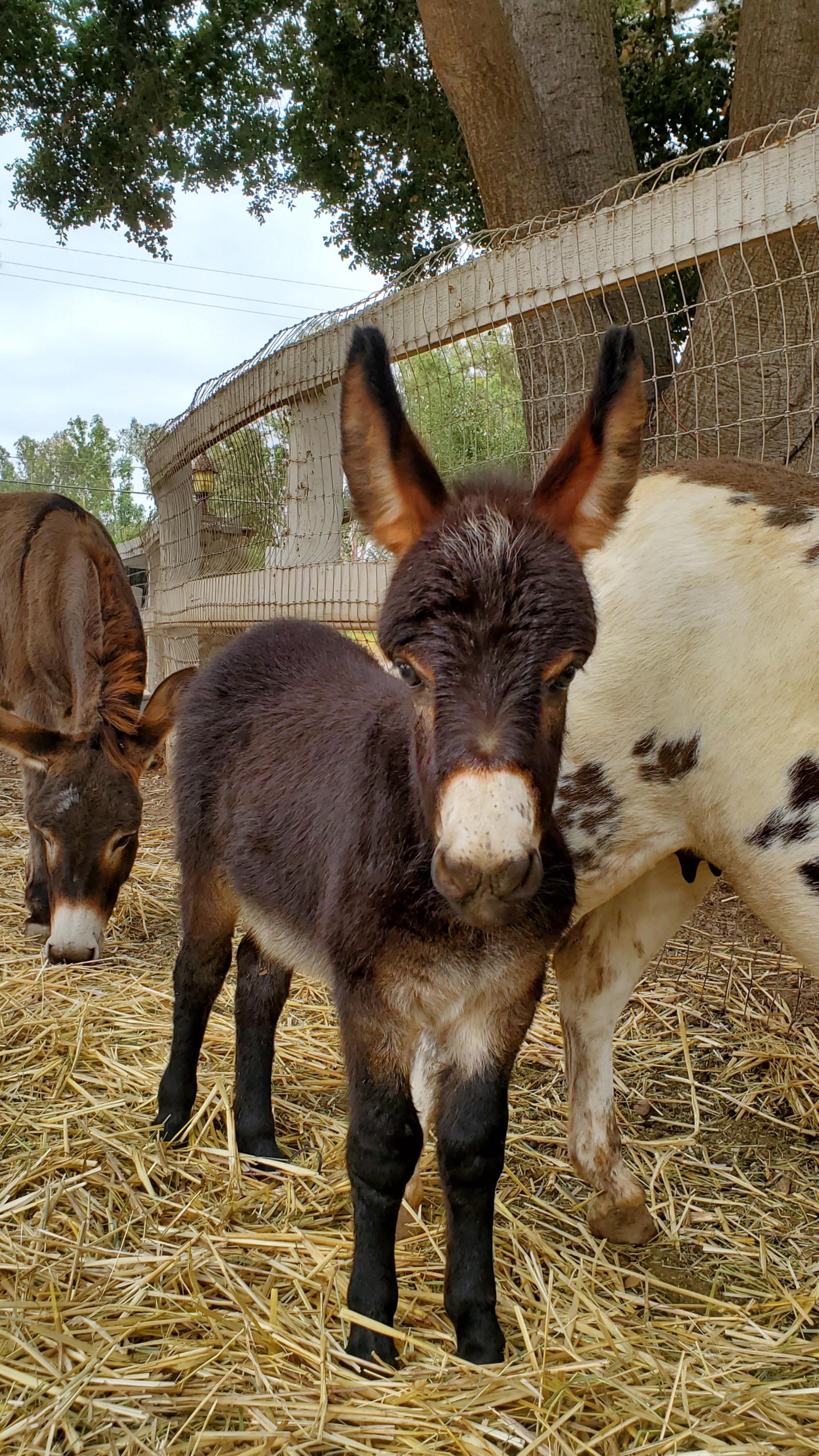mules for sale near me