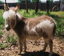 Lolita - Miniature donkey for sale