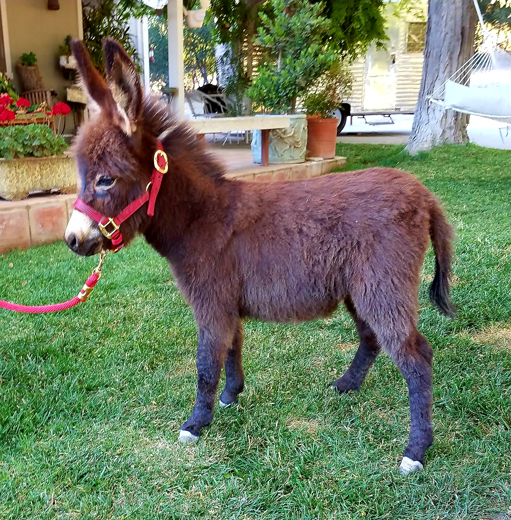 Miniature Donkeys For Sale at Seein 