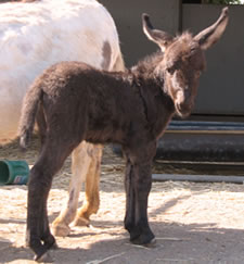 Satchmo - Miniature Donkey
