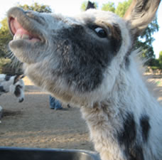 I smell somethin - a miniature donkey in California
