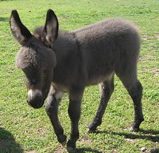 Seein' Spots Suzi - Miniature Donkey