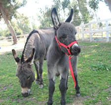 Seein' Spots Suzi - Miniature Donkey