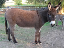 Dauphine - Miniature Donkey