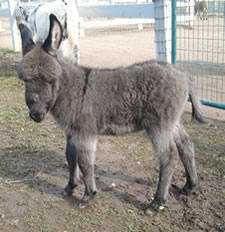 Miniature Donkey - Donkey