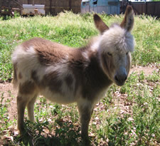 Lolita - Miniature donkey for sale