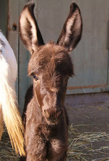 Satchmo - Miniature Donkey for sale in California