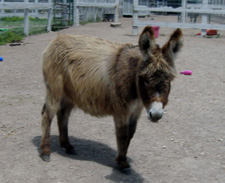 modestine donkey