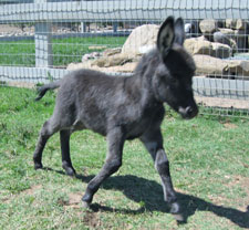 Smokey - Miniature Donkey